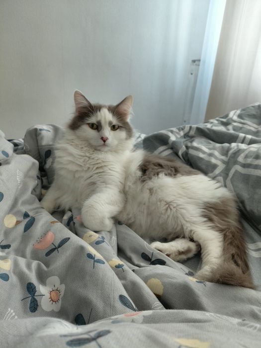 Отдам котика в добрые руки