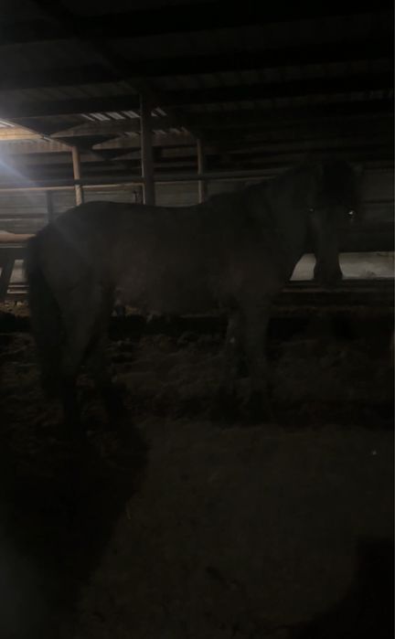 Донен на откорме 3 месяца