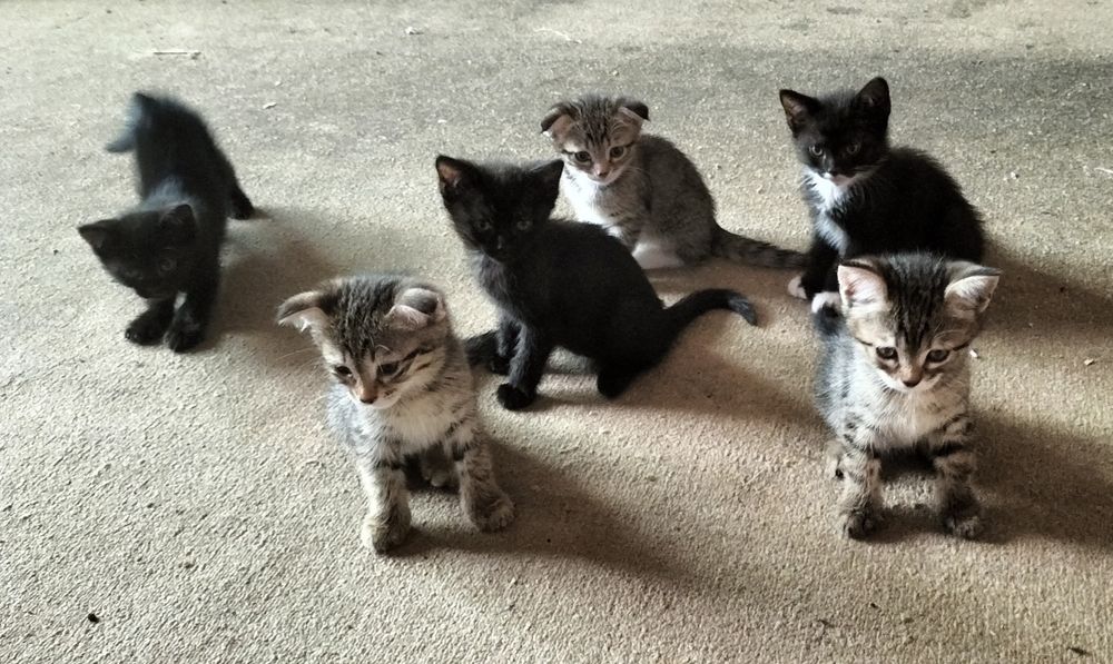 Продаются котята