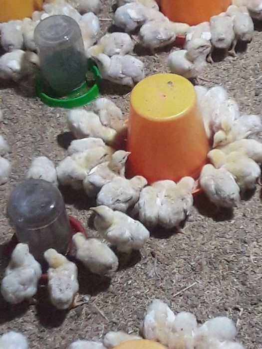 бройлер броллер broyler broller jojalari bor