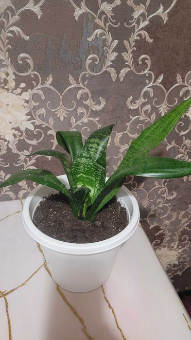 Продам денежное дерево, молочай,колеус,алое