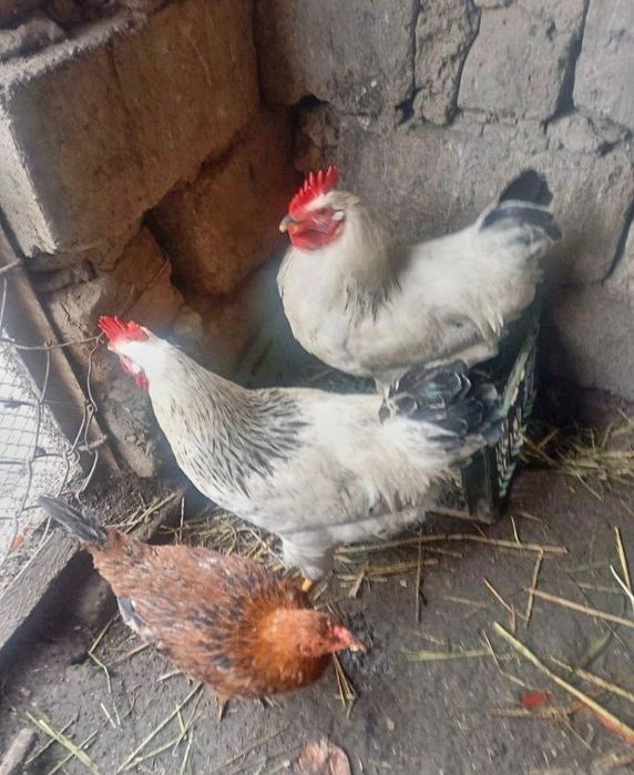 Adler Xurozlari sotiladi