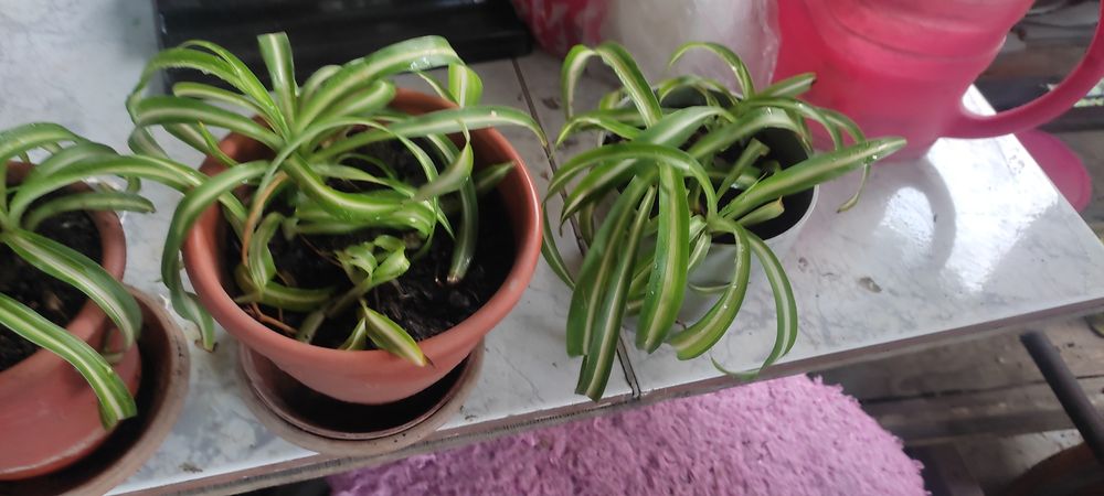 Комнатное растение продам