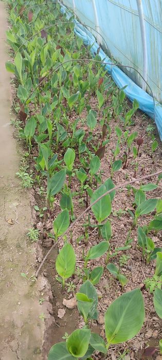 Kan gul kan Lola kup yillik buyi past katta gullaydi  eng zur sorti