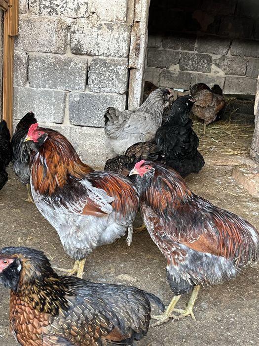 Cocos ameraucana sau moțat