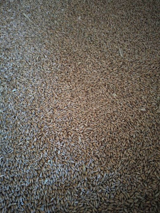Triticale de vânzare