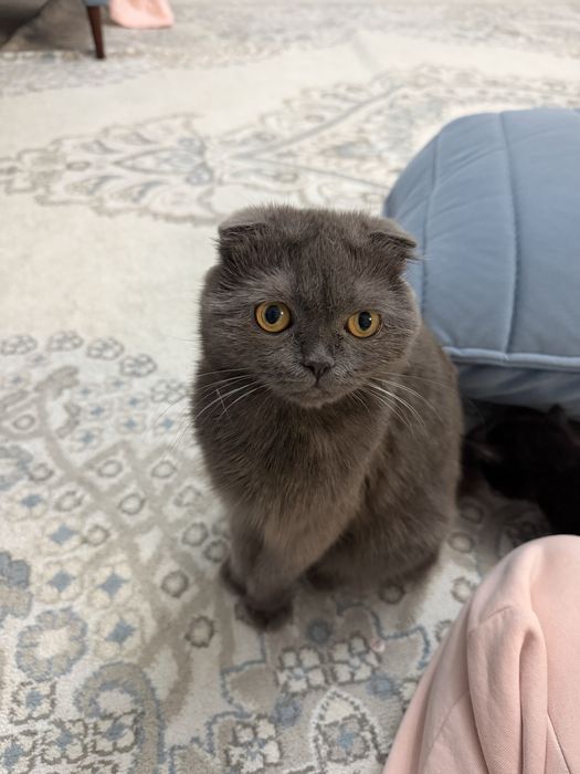 Отдаем котят в добрые руки