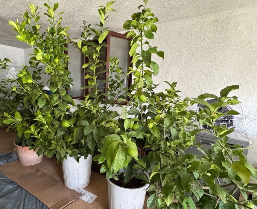 Лимонови дървета