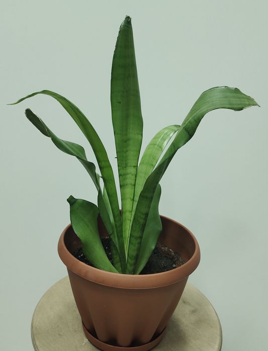 Продам комнатные цветы!