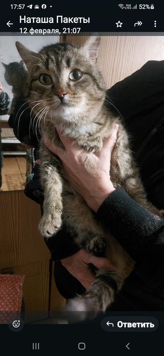 Ищем дом для замечательных котов.