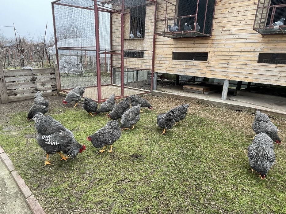 Vand ouă Plymouth Rock Barat