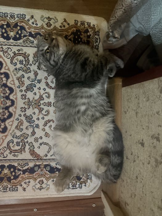 шотландский вислоухий