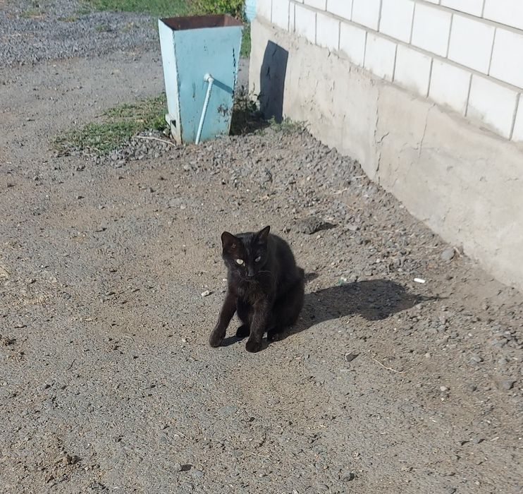 Отдам кота возраст 2 года