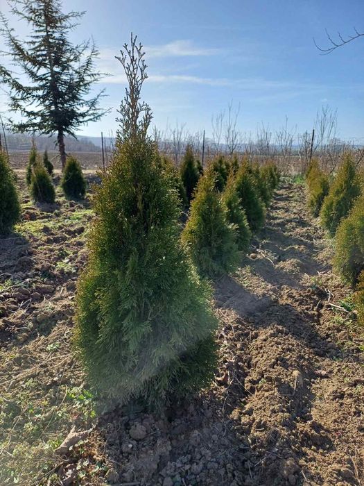 Западна туя Smaragd Пролетна промоция