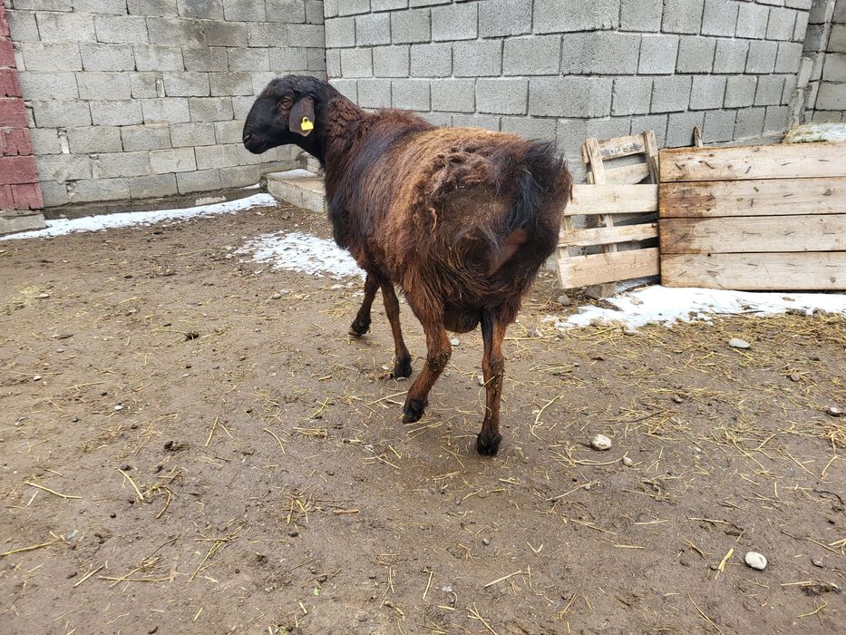 Кошкар қошқар кой қой