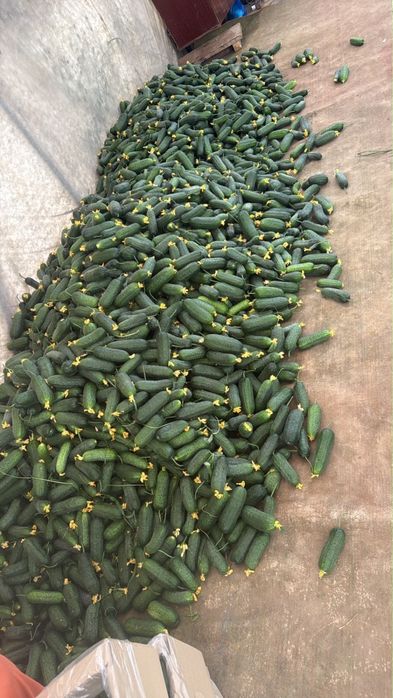 Продам огурцы грунтовые