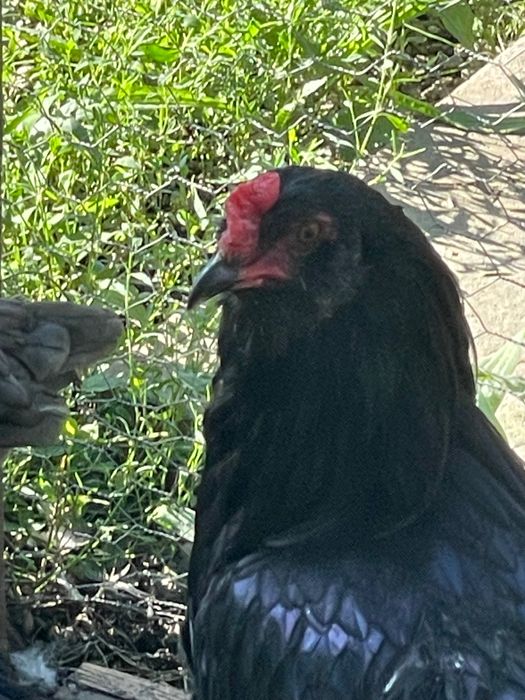 Cocos Araucana negru complet, 10 luni