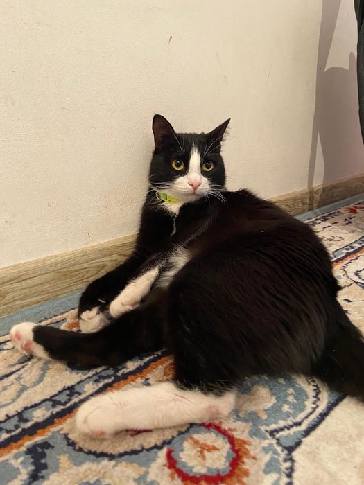 Мысық тегін беріп жібереміз