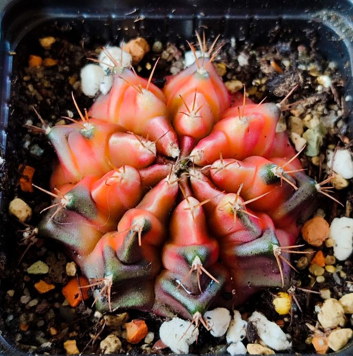 Вариегатные кактусы