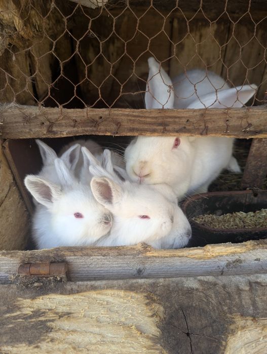 vand pui de iepuri urias de transilvania