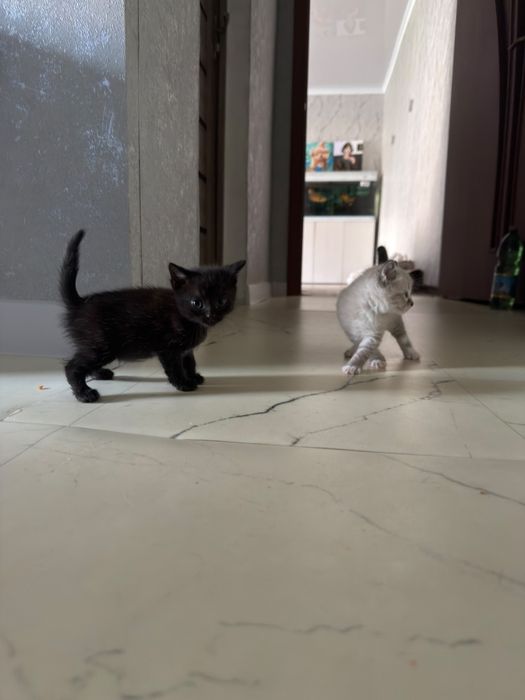 Отдам котят, мальчики.