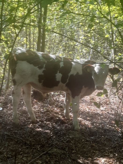 Tăurași Balțați de vânzare