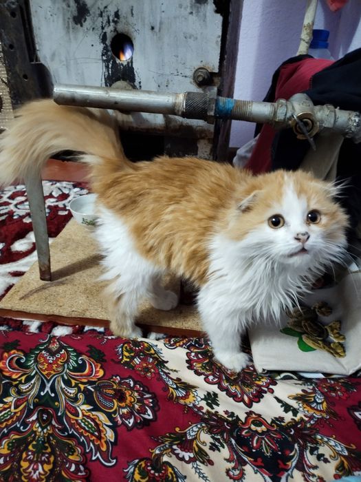 Мушукча сотилади