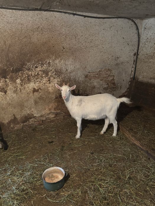 Capra alba de vanzare