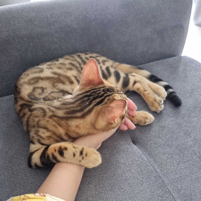 Отдам бенгальскую кошечку.