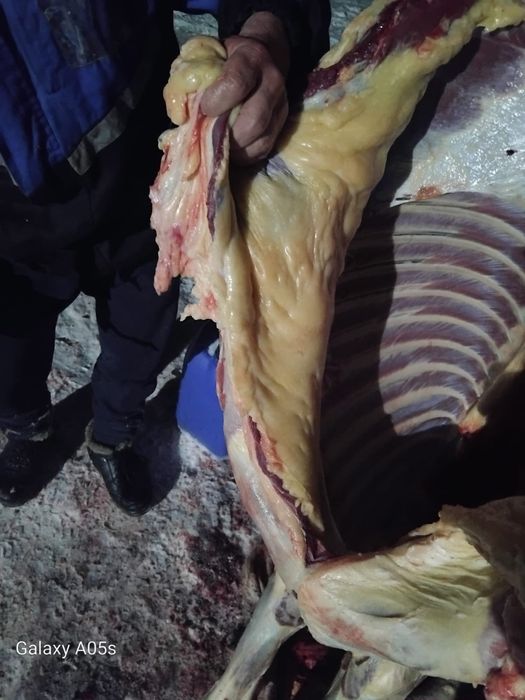 Мяссо конина мяссо