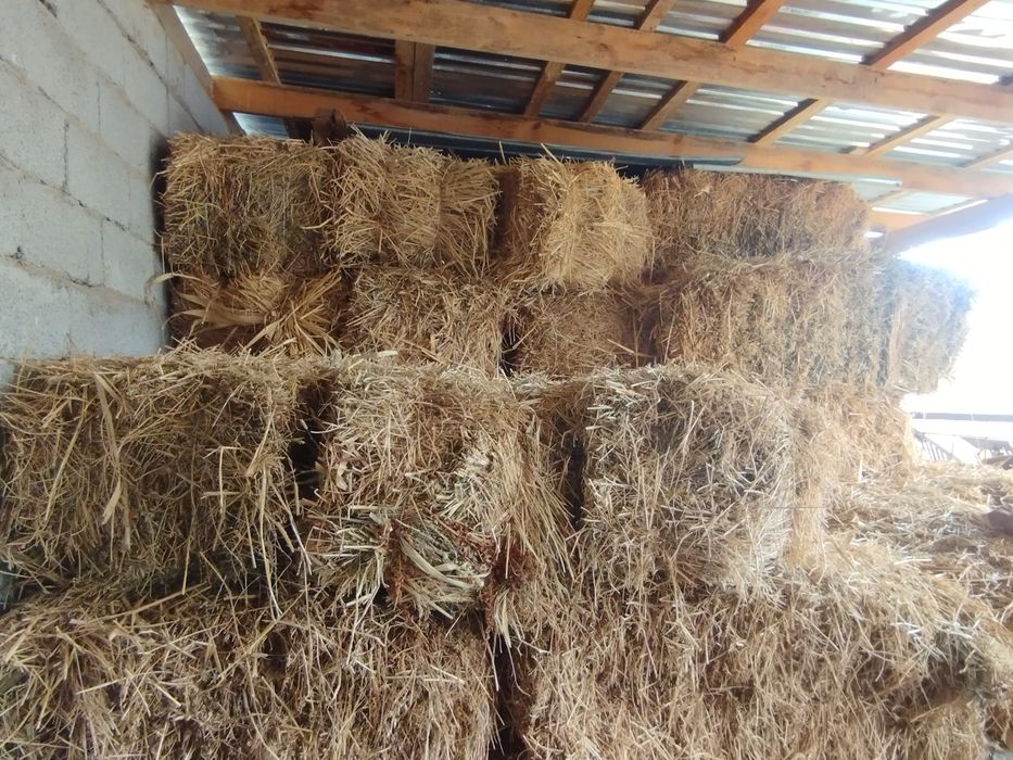 Прес шоп сатылады