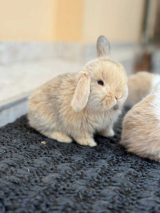 Quyon, Кроллик,Rebbit