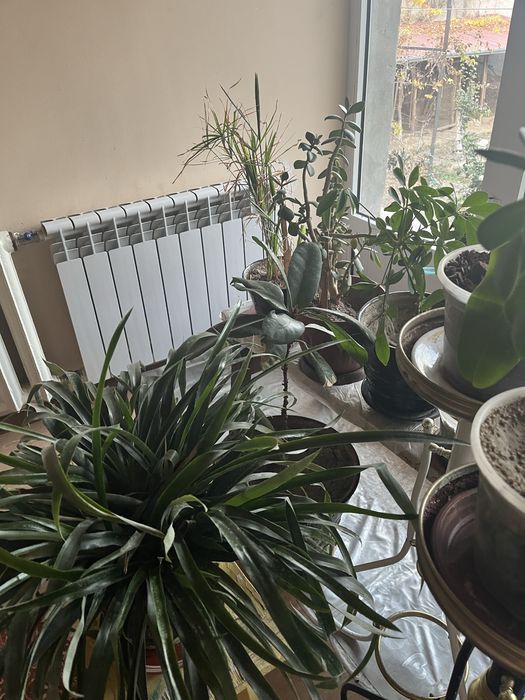 Хонаки гуллар сотилади, ҳар хил гуллар, танлаб олиш варианти