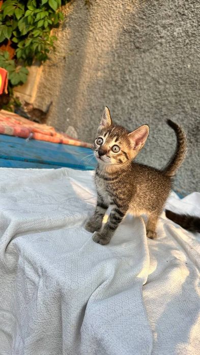 Отдам котят в добрые руки