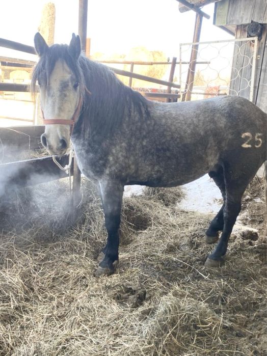 Продается жеребец 5 лет