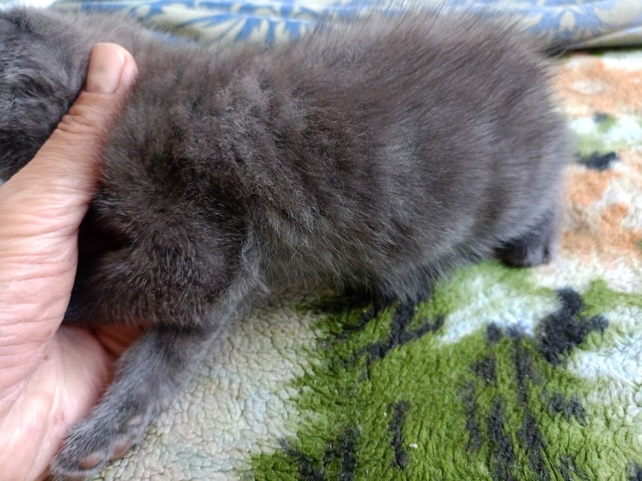 Отдам в добрые руки