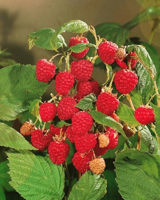 Малина лучшие сорта