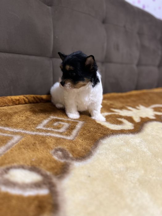 Biewer Yorkshire terrier