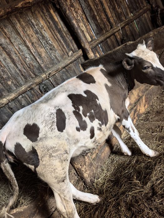 Продам 3 тёлочки и один бык