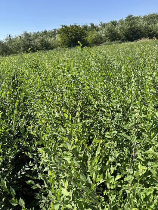 Puieti de salcam, ulm, stejar, paulownia, tei