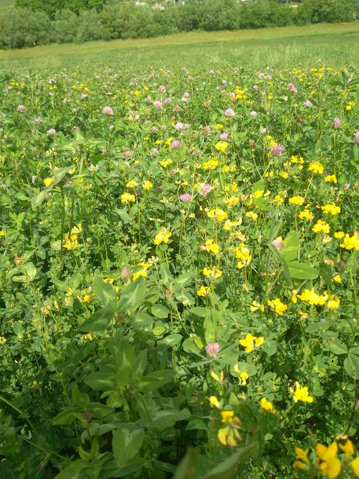 Vind baloti rotunzi!