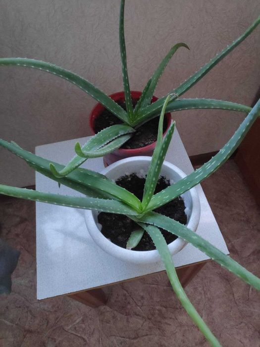 Алоэ лечебное продам