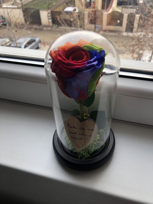 Trandafir multicolor rainbow in cupola cristalina
