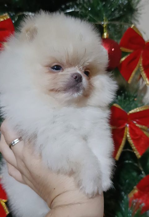 Щенки шпица мини