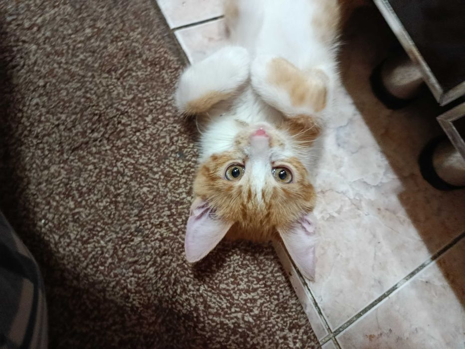 Котёнок по имени Лео