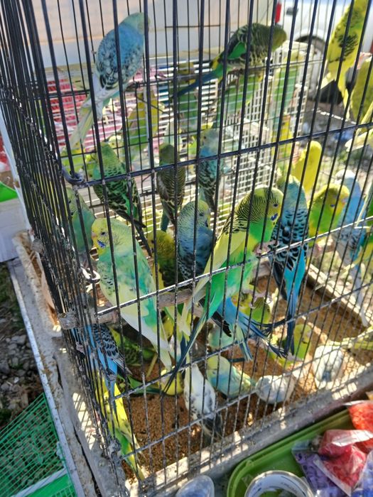 Vând   papagali  peruși  ,nimfe, micul Alexandru  pui inelati 2025