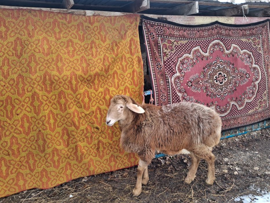 Арашан қозы сатылады