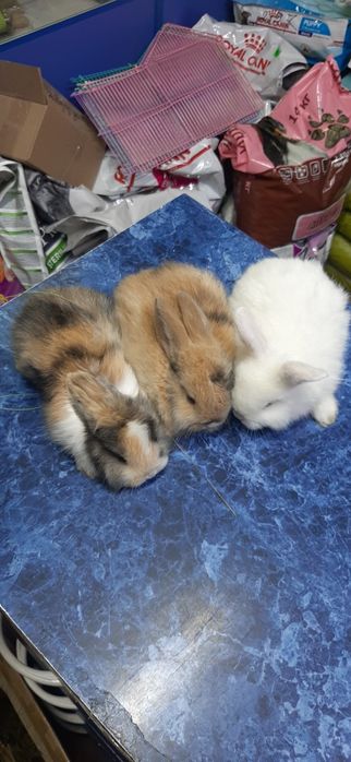 Декоративные кролики