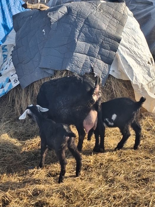 Vand o ieduta de anglo nubian