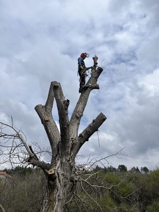 Рязане на опасни дървета в половин България  / Арборист / Arborist